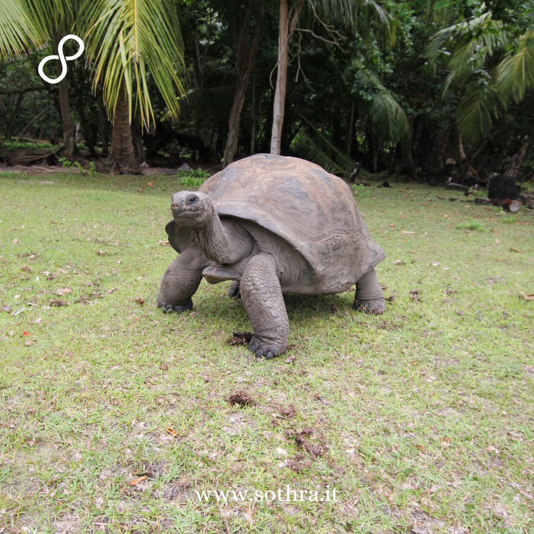 Cosa fare e cosa vedere in un viaggio alle Seychelles