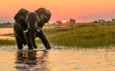 Viaggio in Botswana, il Safari più esclusivo!