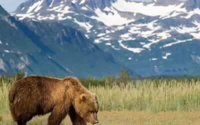 Viaggio in Alaska, alla scoperta del lato veramente selvaggio degli Stati Uniti