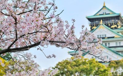 Ciliegi in fiore – Giappone