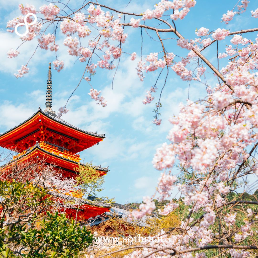 Sakura ciliegi in fiore